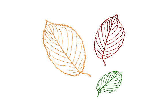 Beech Tree Leaves: A Touch of Nature's Majesty